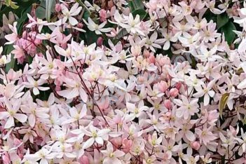 Клематис Арманда Эппл Блосом Clematis Apple Blossom