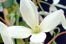 Клематис Арманда Сноудрифт Clematis Snowdrift