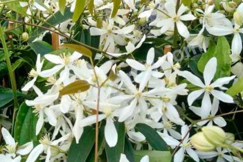 Клематис Арманда Сноудрифт Clematis Snowdrift