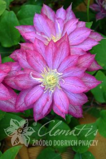 Клематис Асао Clematis Asao