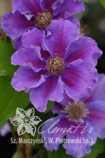 Клематис Ашва Clematis Ashva