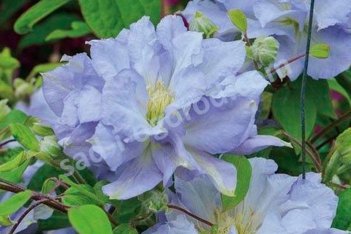 Клематис Азур Болл Clematis Azure Ball PBR