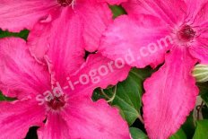 Клематис Барбара Clematis Barbara