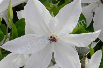 Клематис Бьютифул Браид Clematis Beautiful Bride PBR