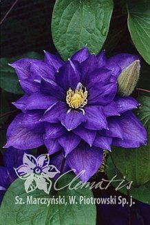 Клематис Бьюти оф Вочестер Clematis Beauty of Worcester