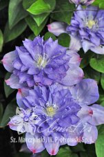 Клематис Блу Експлоужн Clematis Blue Explosion
