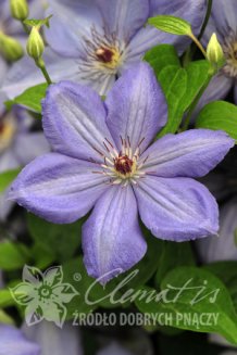 Клематис Блю Пилар Clematis Blue Pillar