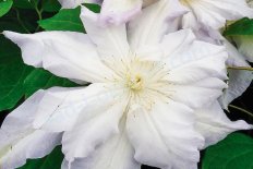 Клематис Хальцедони Clematis Chalcedony