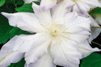 Клематис Хальцедони Clematis Chalcedony