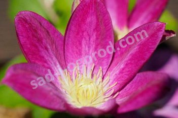 Клематис Чейндж оф Харт Clematis Change of Heart PBR