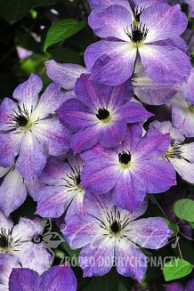 Клематис Клаудбёрст Clematis Cloudburst PBR