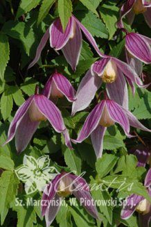 Клематис альпийский (княжик) Колумелла Clematis alpina Columella