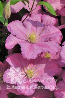 Клематис Комтес де Бушо Clematis Comtesse de Bouchaud