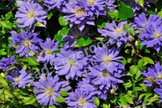 Клематис Коперникус Clematis Copernicus PBR