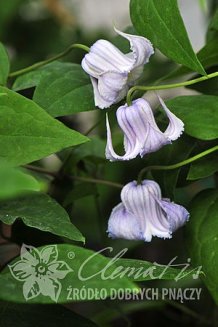 Клематис калиновидный Криспа Ангел Clematis viorna Crispa Angel