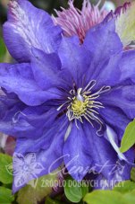 Клематис Даниэль Деронда Clematis Daniel Deronda