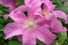 Клематис Данута Clematis Danuta