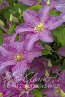Клематис Данута Clematis Danuta