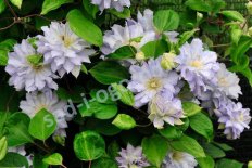 Клематис Даймонд Болл Clematis Diamond Ball PBR
