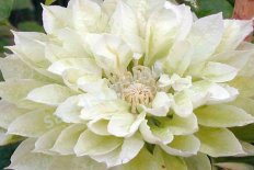 Клематис Дачес оф Эдинбург Clematis Duchess of Edinburgh