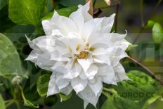 Клематис Дачес оф Эдинбург Clematis Duchess of Edinburgh