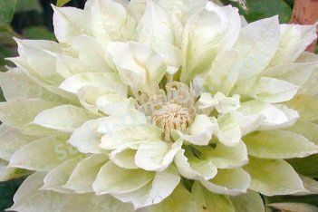 Клематис Дачес оф Эдинбург Clematis Duchess of Edinburgh