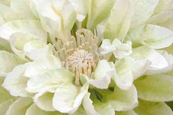 Клематис Дачес оф Эдинбург Clematis Duchess of Edinburgh