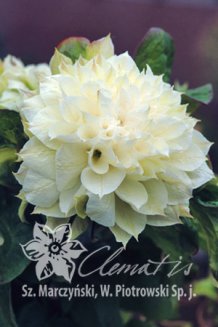Клематис Дачес оф Эдинбург Clematis Duchess of Edinburgh