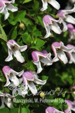Клематис Эльф Clematis Elf