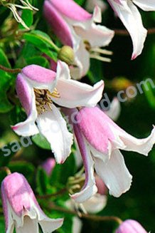 Клематис Эльф Clematis Elf