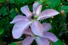 Клематис Фэйридаст Clematis Fairydust