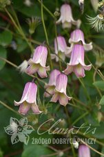 Клематис Фэй Clematis Fay