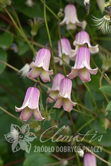 Клематис Фэй Clematis Fay