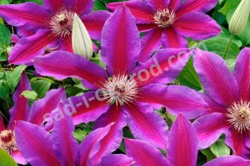 Клематис Файрворкс Clematis Fireworks