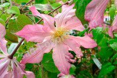 Клематис Фрау Сюзан Clematis Frau Susanne