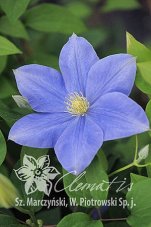 Клематис Фуджимусуме Clematis Fujimusume