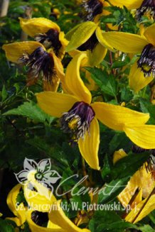 Клематис тангутский Голден Тиара (Куготиа) Clematis Golden Tiara (Kugotia) PBR