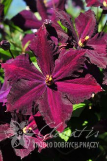 Клематис Грюнвальд Clematis Grunwald PBR