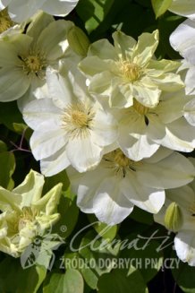 Клематис Джемзи Крим Clematis Guernsey Cream