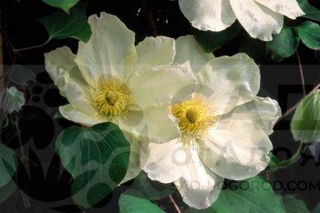 Клематис Дженси Крим Clematis Guernsey Cream