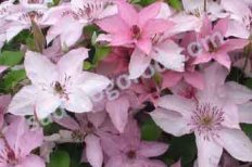 Клематис Хайгли Хайбрид крупноцветковый Clematis Hagley hybrid