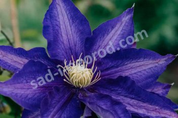 Клематис Хакуокан Clematis Hakuookan