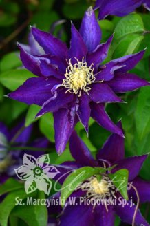 Клематис Хакуокан Clematis Hakuookan