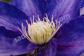 Клематис Хакуокан Clematis Hakuookan