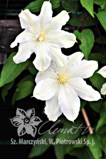 Клематис Халина Нолл Clematis Halina Noll