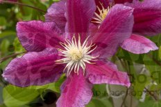 Клематис Хания Clematis Hania