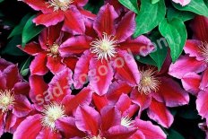 Клематис Хания Clematis Hania