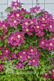Клематис Хания Clematis Hania