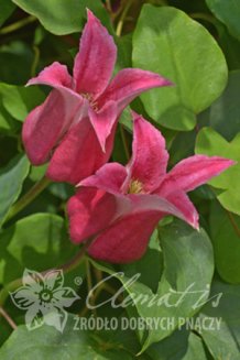 Клематис Хэппи Диана Clematis Happy Diana