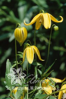 Клематис Гелиос Clematis Helios